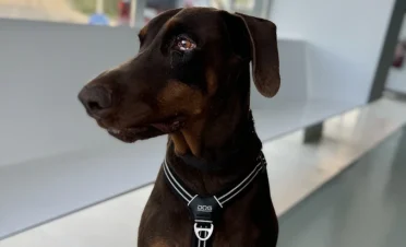 Thor en posición de perfil, sentado en una sala de espera. Se observa una leve alteración en su ojo izquierdo, pero el perro luce tranquilo y en buen estado general, con su arnés puesto.