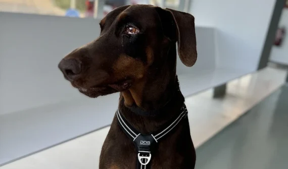 Thor en posición de perfil, sentado en una sala de espera. Se observa una leve alteración en su ojo izquierdo, pero el perro luce tranquilo y en buen estado general, con su arnés puesto.