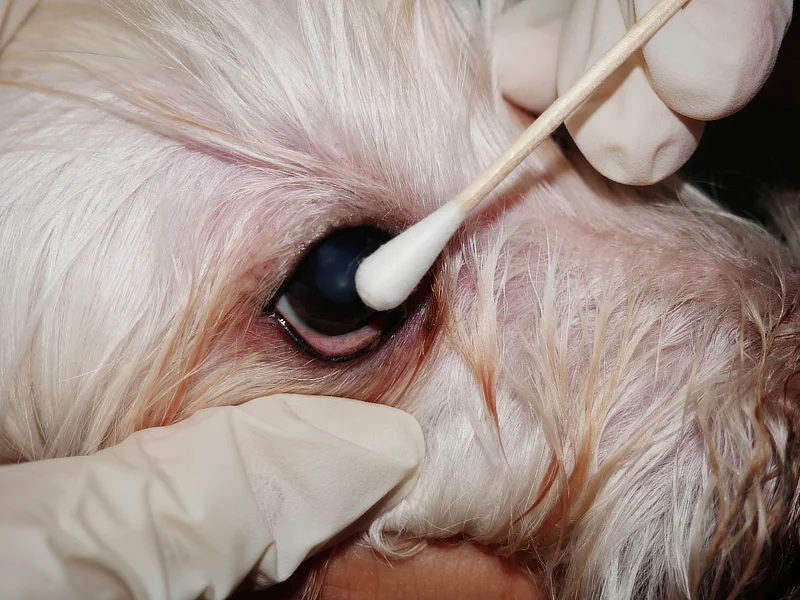 Veterinario recolectando células conjuntivales de un perro usando un hisopo estéril durante un procedimiento de citología ocular. Este método es mínimamente invasivo y no provoca dolor significativo al paciente.