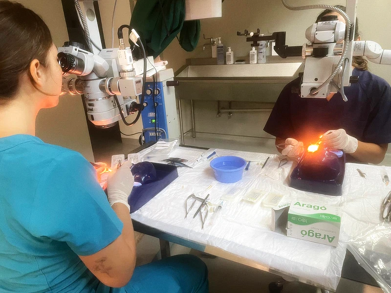 Se observa a dos veterinarias trabajando con microscopios quirúrgicos sobre simuladores oculares. En la mesa se ven instrumentos quirúrgicos organizados.