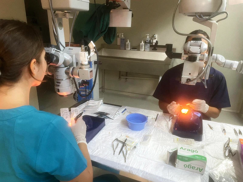 Escena del curso práctico, donde dos veterinarias utilizan microscopios quirúrgicos para practicar técnicas avanzadas en modelos corneales. Instrumentos y suministros están organizados en la mesa de trabajo.