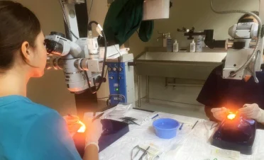 Dos veterinarias realizan prácticas de cirugía corneal en un laboratorio equipado. Usan microscopios quirúrgicos especializados mientras practican técnicas en modelos anatómicos.