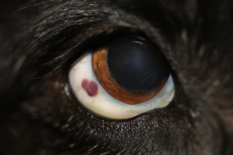 Imagen de un ojo de Border Collie donde se observa una masa de aspecto vascular rojizo en la conjuntiva lateral del ojo, cerca del limbo corneal. El área afectada destaca por su contraste con la esclerótica clara circundante.