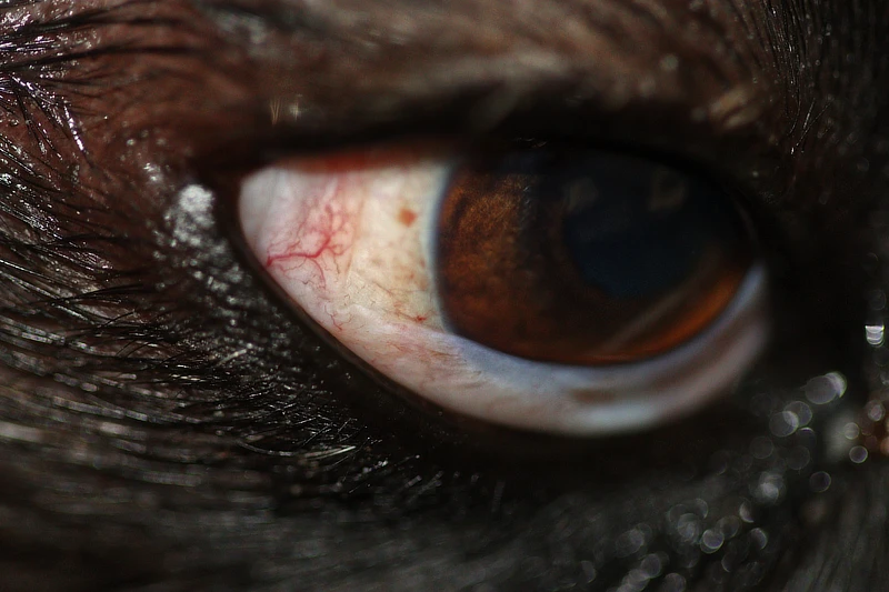 Imagen de un ojo de Border Collier, que muestra una recuperación postquirúrgica, con la conjuntiva sin signos visibles de masas vasculares. Se observa una coloración uniforme y ligera inflamación residual.