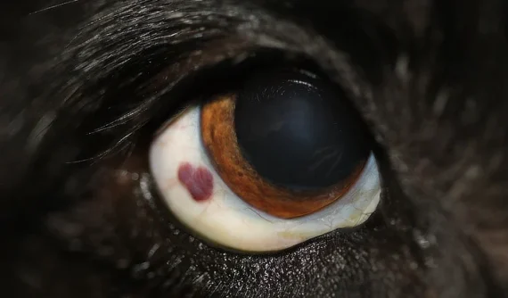 Imagen de un ojo de Border Collie donde se observa una masa de aspecto vascular rojizo en la conjuntiva lateral del ojo, cerca del limbo corneal. El área afectada destaca por su contraste con la esclerótica clara circundante.