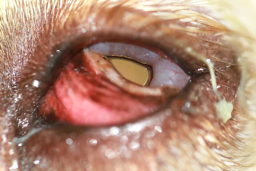 Ojo de perro con inflamación, protrusión de la membrana nictitante y secreción purulenta, signos de infección severa o absceso retrobulbar.