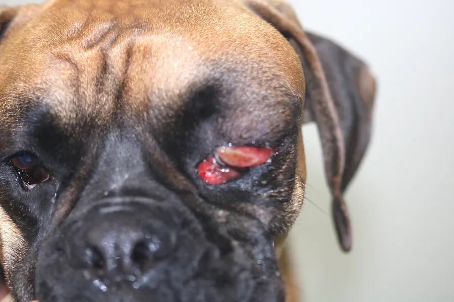 Perro con exoftalmos en el ojo izquierdo, inflamación periocular y protrusión de la membrana nictitante, indicativo de absceso retrobulbar.