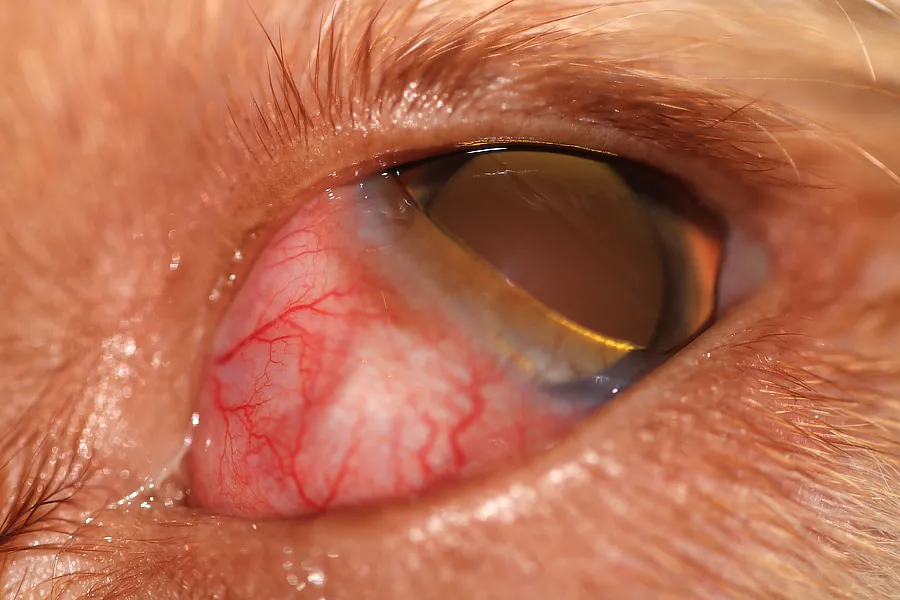 Ojo de perro con conjuntiva inflamada y leve protrusión de la membrana nictitante, indicativos de inflamación orbital o absceso retrobulbar en etapa inicial.