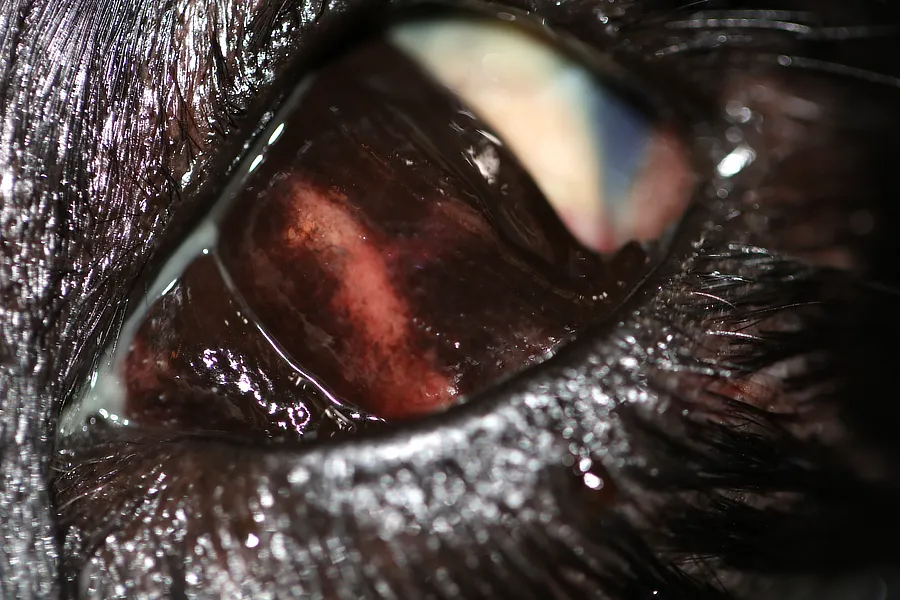 Ojo de perro con necrosis conjuntival, secreción purulenta y opacidad corneal, signos de absceso retrobulbar avanzado.