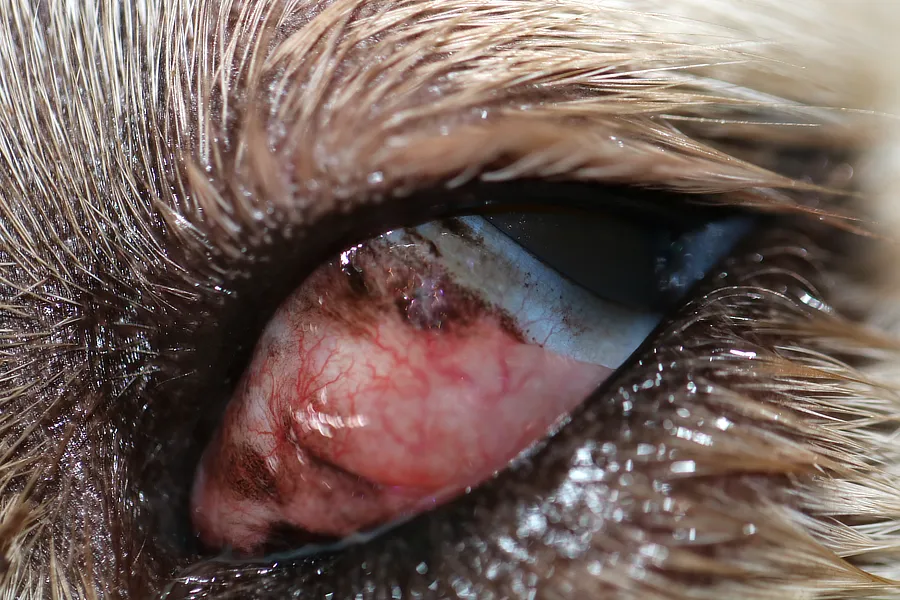 Ojo de perro con inflamación severa, necrosis conjuntival y signos de absceso retrobulbar avanzado.