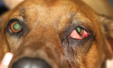 Perro con exoftalmos en el ojo izquierdo, conjuntivitis severa y secreción ocular, indicativo de absceso retrobulbar.