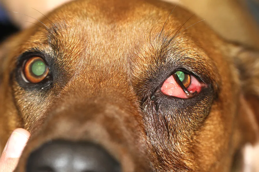 Perro con exoftalmos en el ojo izquierdo, conjuntivitis severa y secreción ocular, indicativo de absceso retrobulbar.