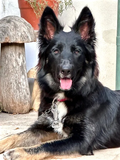 Duna descansando en casa tras la intervención. Su expresión tranquila y estado general reflejan una buena recuperación tras el procedimiento oftalmológico para extraer el cuerpo extraño.