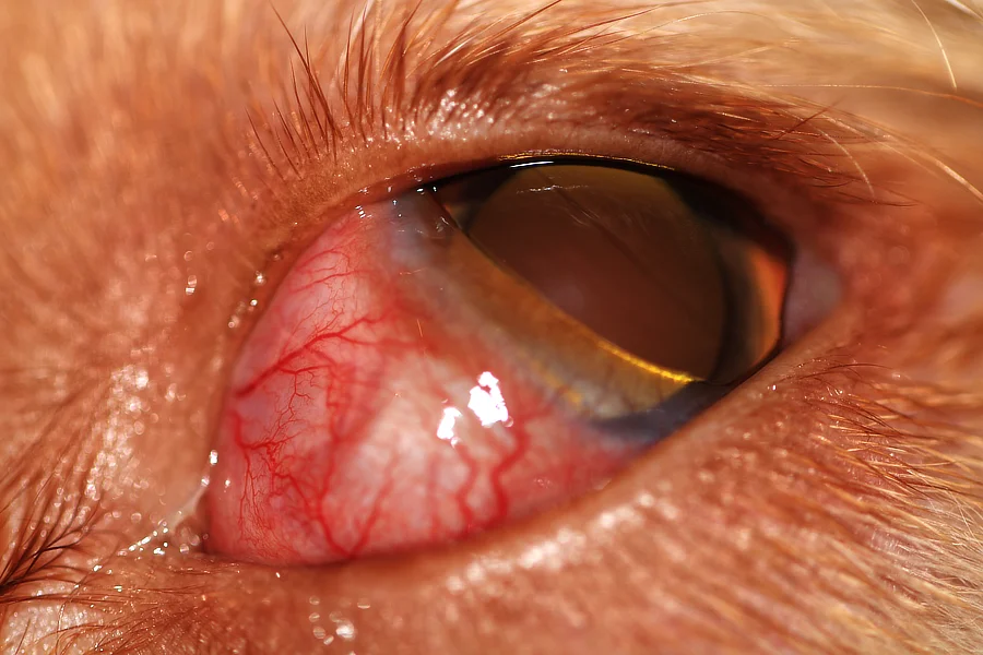 Ojo de perro con conjuntiva inflamada y protrusión leve de la membrana nictitante, lo que indica posible inflamación orbital o afección conjuntival