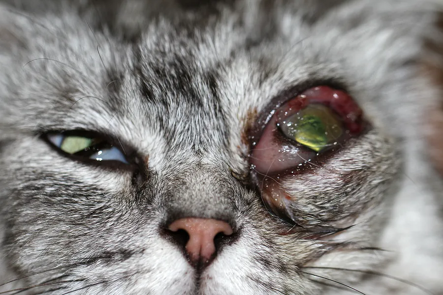 Gato con proptosis ocular extrema, úlcera corneal y necrosis periocular, indicativos de trauma o infección severa que ha afectado gravemente la órbita.