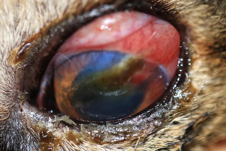 Ojo de perro con inflamación severa, necrosis conjuntival y opacidad corneal, acompañado de secreción purulenta, posiblemente relacionado con absceso retrobulbar o trauma ocular grave.