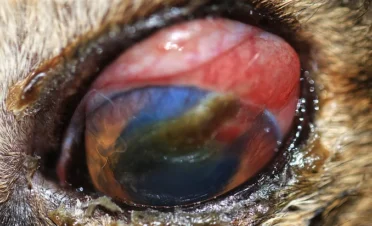 Ojo de perro con inflamación severa, necrosis conjuntival y opacidad corneal, acompañado de secreción purulenta, posiblemente relacionado con absceso retrobulbar o trauma ocular grave.