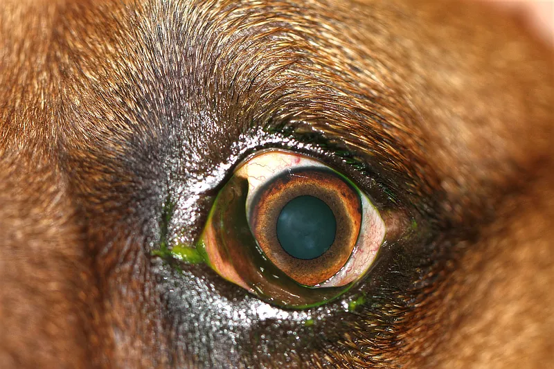 Detalle del ojo izquierdo del perro de la imagen 2 con exoftalmos, inflamación de la conjuntiva y protrusión de la membrana nictitante