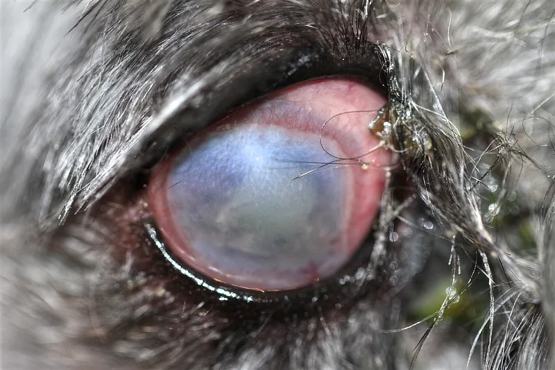 Ojo de perro con inflamación severa, opacidad corneal y edema conjuntival, compatible con infección orbitaria.