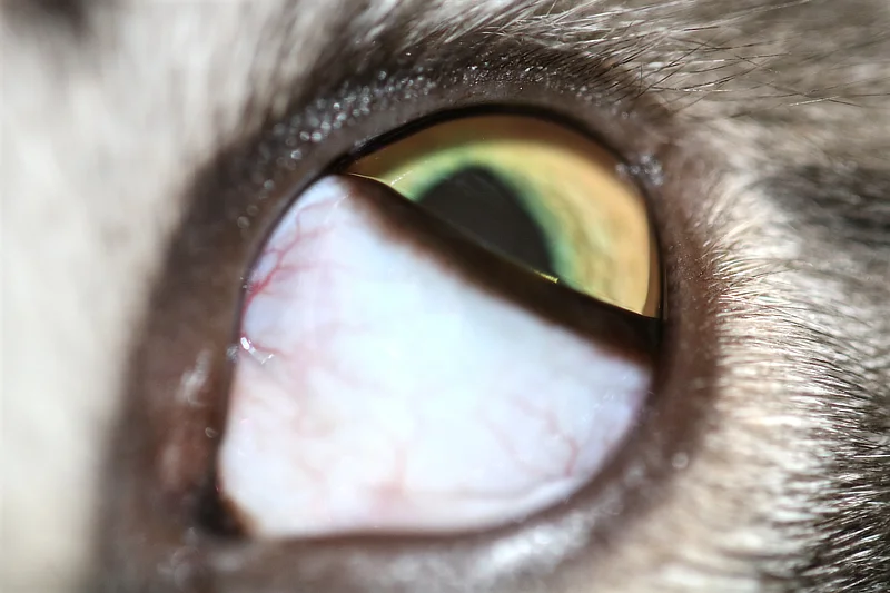 Ojo de gato con síndrome de Horner, mostrando protrusión del tercer párpado y congestión conjuntival, signos característicos de esta afección neurológica.