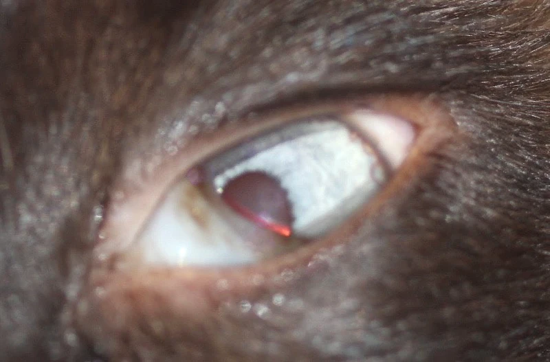 Primer plano del ojo de un gato con síndrome de Horner, donde se observa miosis y el tercer párpado cubriendo parcialmente la córnea.