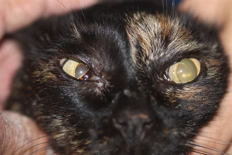 Gato con síndrome de Horner avanzado, presentando miosis en ambos ojos, ptosis y elevación notable del tercer párpado.