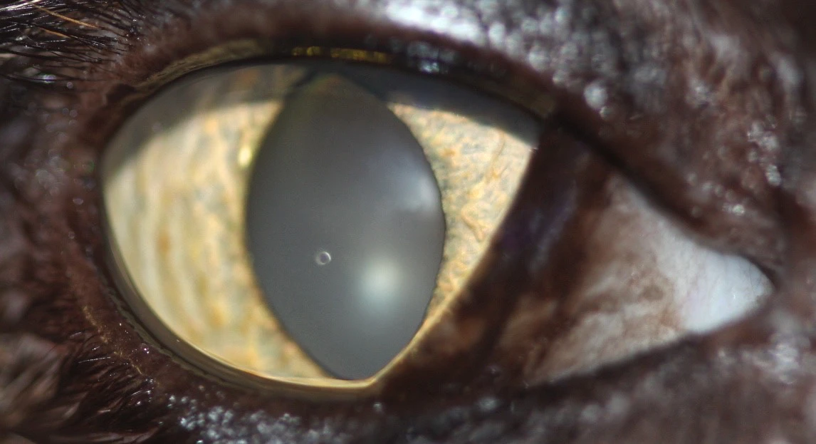 Ojo de gato con catarata secundaria al síndrome de Horner, evidenciando opacidad central y alteraciones en la córnea.