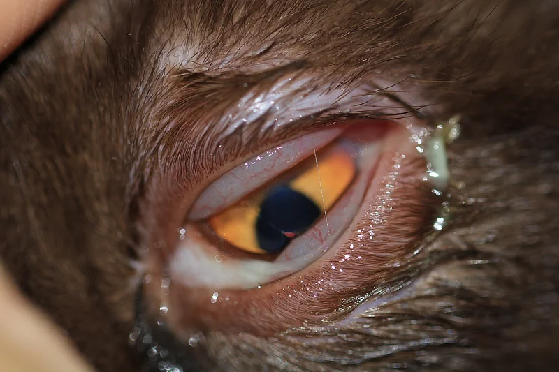 Primer plano de un ojo de gato afectado por un absceso retrobulbar, mostrando protrusión ocular e inflamación de la conjuntiva característicos de esta afección.