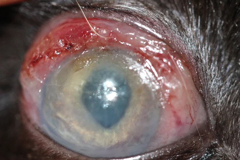 Ojo de gato gravemente afectado con enrojecimiento, opacidad corneal e inflamación avanzada, indicativos de un absceso retrobulbar.