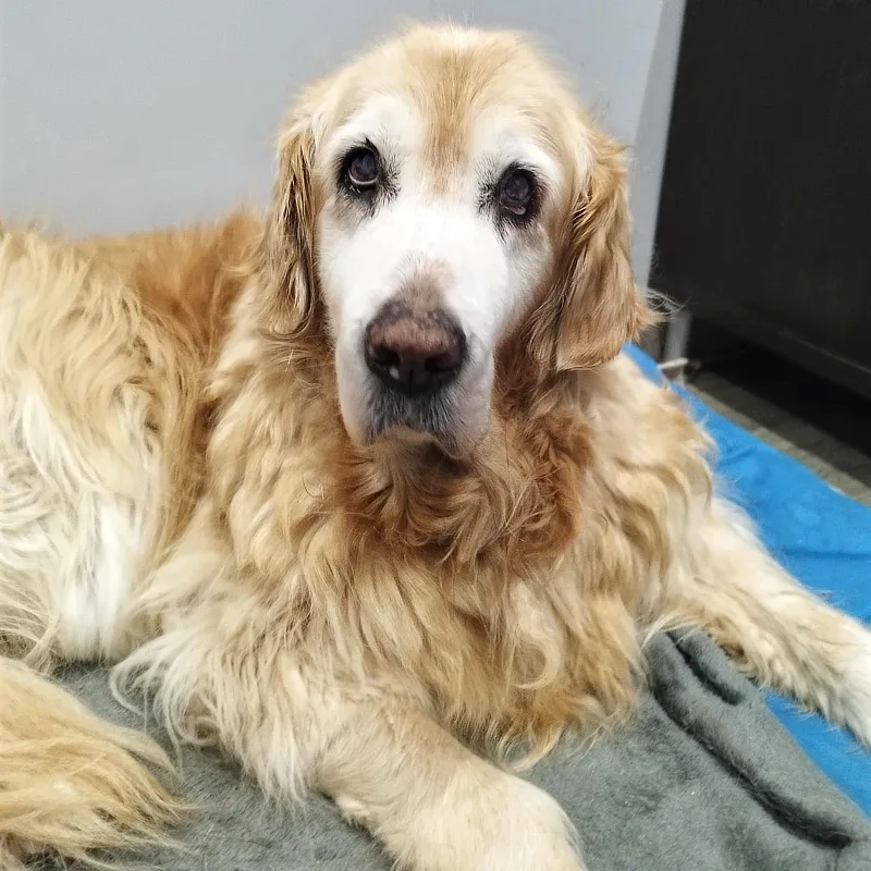 Foto reciente del Golden Retriever de 14 años, Marley, descansando después de su tratamiento exitoso para el síndrome de Horner, mostrando un aspecto tranquilo y recuperado. 