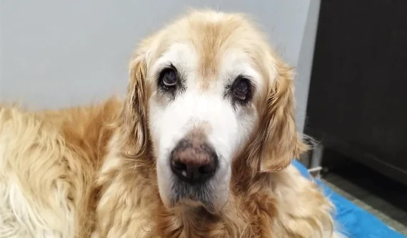 Golden Retriever de 14 años, Marley, descansando después de su tratamiento exitoso para el síndrome de Horner, mostrando un aspecto tranquilo y recuperado.