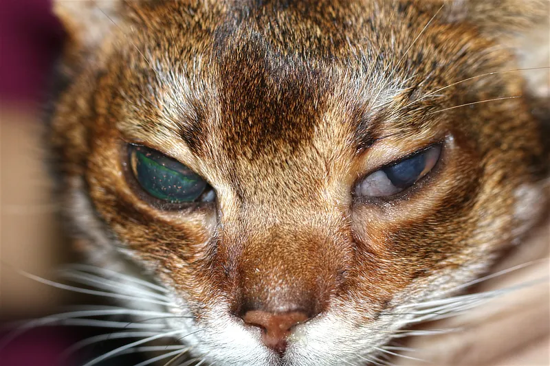 Gato con ojo izquierdo con afección ocular avanzada, mostrando inflamación y posible neoplasia o infección orbital grave.