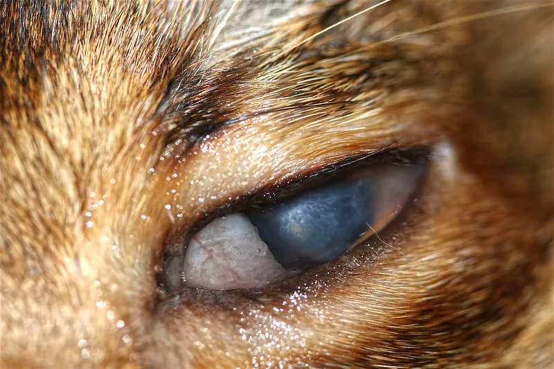 Primer plano de un ojo de gato con córnea opaca, inflamación y una lesión blanca en la superficie ocular.