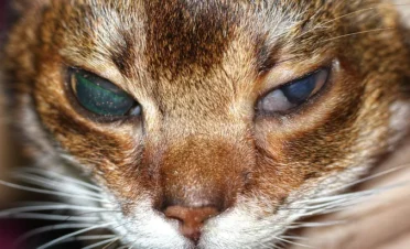 Gato con ojos afectados por inflamación y opacidad corneal, con síntomas visibles de enfermedad ocular avanzada.