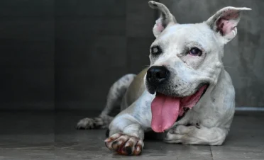 Aura perrita cruzada de American Staffordshire Terrier acostada en el suelo con la lengua afuera. Presenta su ojo izquierdo afectado.