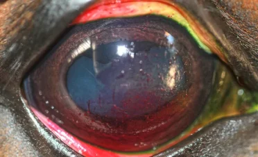 Ojo de un caballo con hipema, inflamación ocular severa y tinción con Rosa de Bengala,