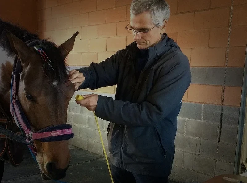 Dr. Simó realizando una prueba de electrorretinografía a un caballo, con electrodos conectados y ordenador portátil registrando la actividad retiniana.
