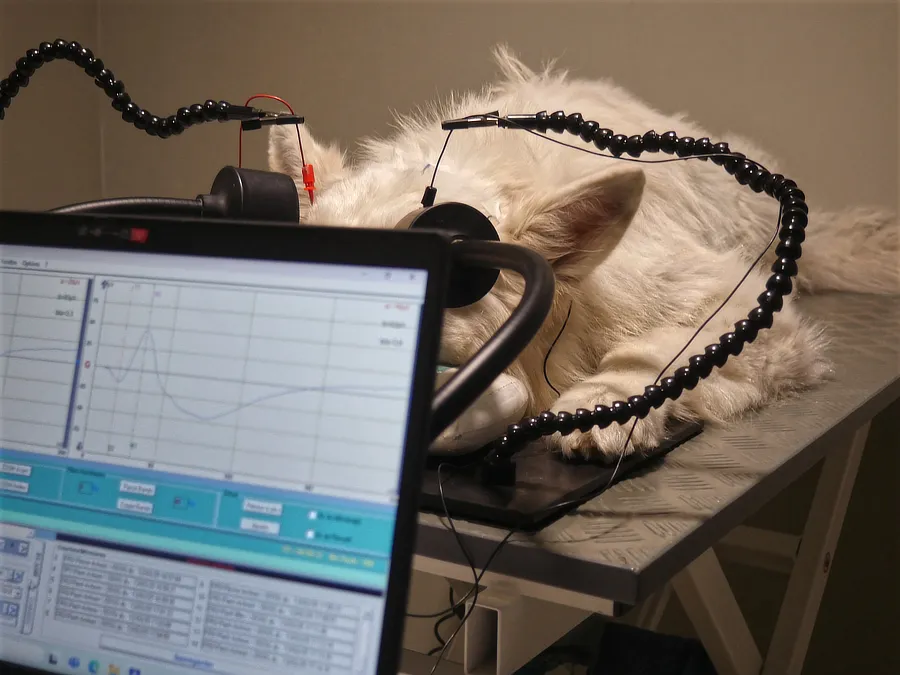 Perro sedado tumbado sobre una camilla mientras se le realiza una electrorretinografía; en primer plano, pantalla del ordenador con las curvas del test.