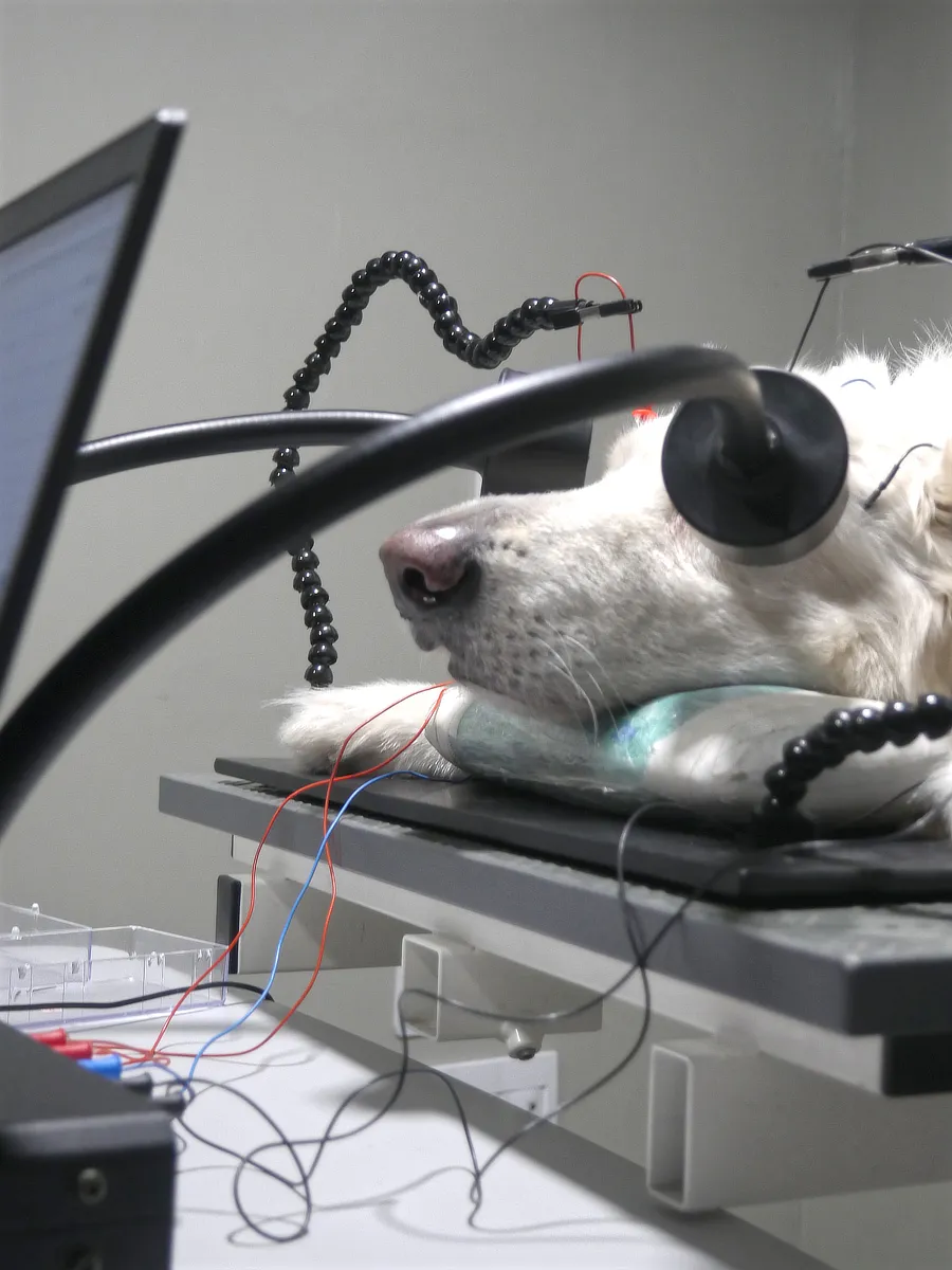Vista lateral de un perro sedado durante una prueba de electrorretinografía, conectado a un sistema de registro con electrodos oculares y cableado de registro.