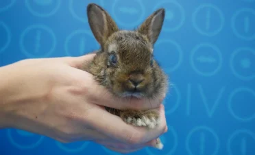 Primer plano de un conejo enano marrón sostenido con una mano. Se observa ojo derecho abultado y ligeramente azulado, compatible con exoftalmos.