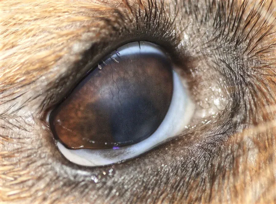 Párpado superior derecho de Lua mostrando distiquias y daño corneal por ulceraciones previas.
