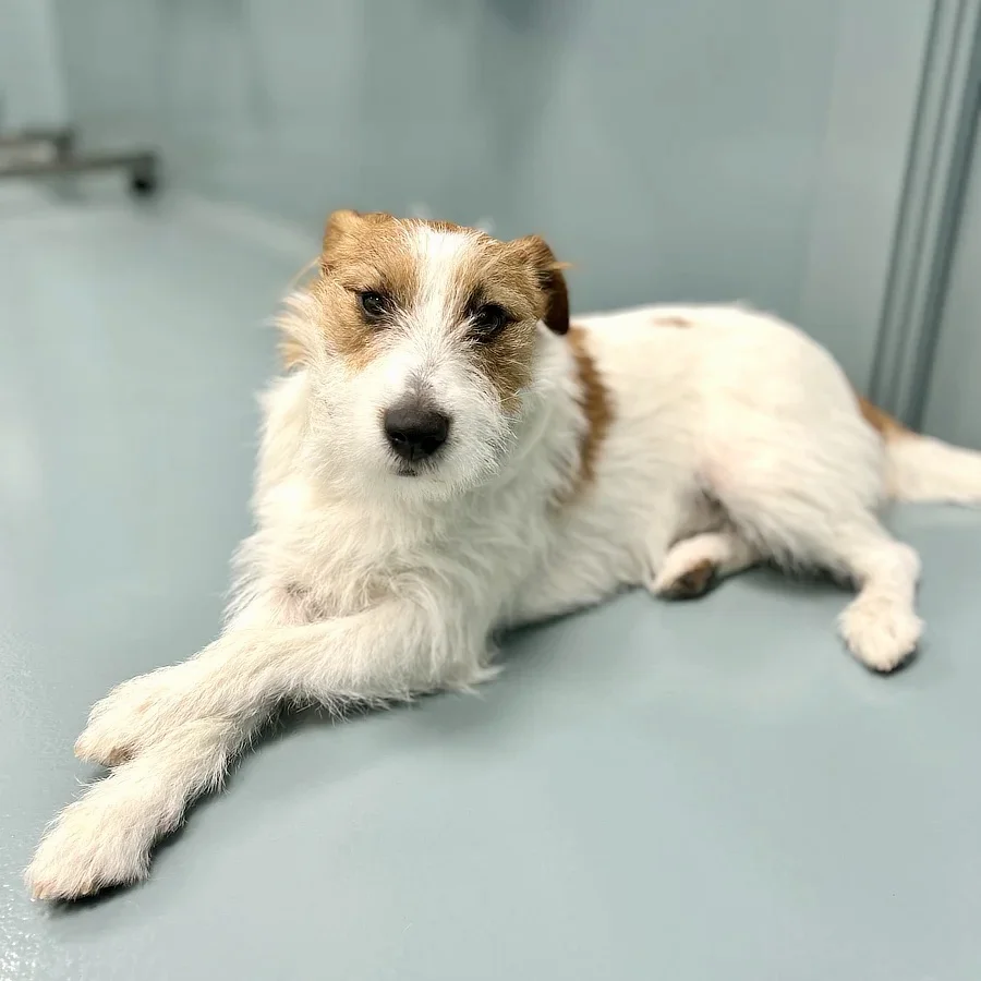 Lua, Jack Russell, en reposo tras cirugía por distiquias en ambos párpados. Se observa tranquila y relajada.