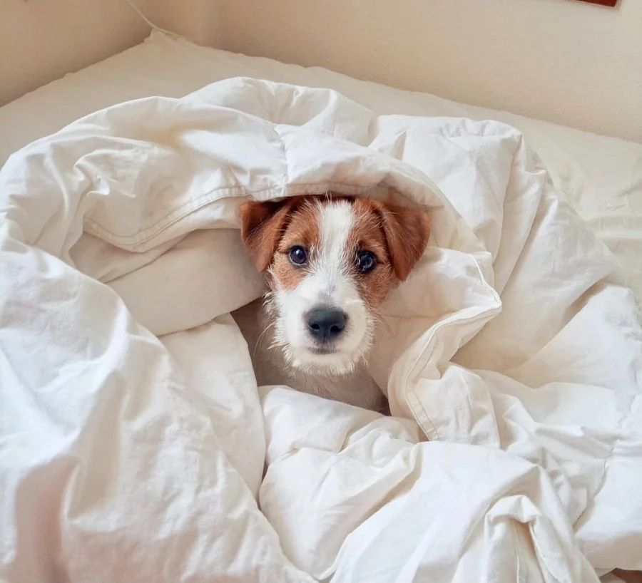 Lua, Jack Russell, jugando entre sábanas sobre una cama.