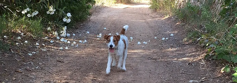 Lua corriendo feliz por el campo.