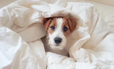 Primer plano de una perrita pequeña, de pelaje negro y marrón, con grandes ojos marrones y orejas erectas. Su expresión es atenta y curiosa, con un fondo al aire libre ligeramente desenfocado.