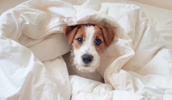 Primer plano de una perrita pequeña, de pelaje negro y marrón, con grandes ojos marrones y orejas erectas. Su expresión es atenta y curiosa, con un fondo al aire libre ligeramente desenfocado.