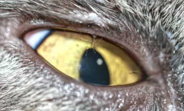 Primer plano del ojo de un gato donde se observan claramente varias pestañas anómalas que crecen hacia la córnea, compatibles con un caso de distiquiasis.