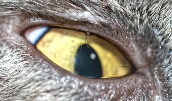Primer plano del ojo de un gato donde se observan claramente varias pestañas anómalas que crecen hacia la córnea, compatibles con un caso de distiquiasis.