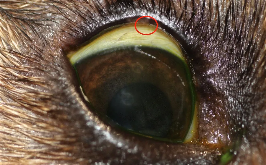 Ojo de un perro Jack Russell Terrier donde se aprecia una pestaña aislada emergiendo del párpado superior, destacada en un círculo rojo.