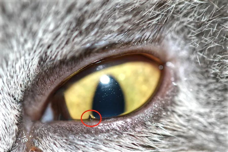 Imagen detallada del ojo de un gato exótico mostrando una pestaña anómala que emerge del párpado inferior, señalada con un círculo rojo.